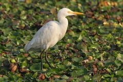 Bubulcus ibis