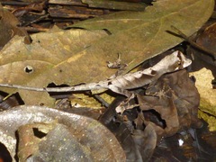 Anolis scypheus
