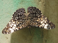 Hamadryas fornax fornacalia