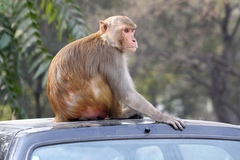 Macaca mulatta