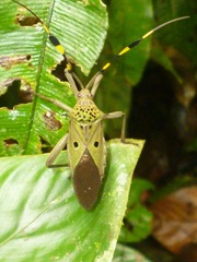 Molchina hopei