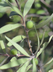 Persoonia mollis