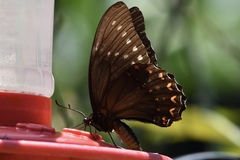 Papilio menatius victorinus