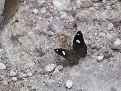 Diaethria bacchis