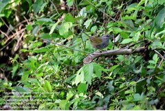 Arremonops chloronotus