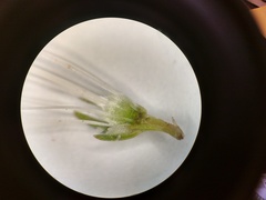 Erica viscaria pendula