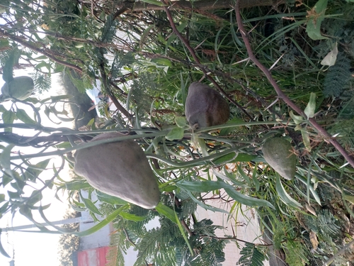 Araujia odorata (Araujia odorata)