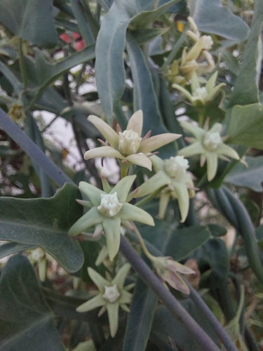 Image of Araujia odorata by no rights reserved