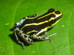 Ranitomeya variabilis