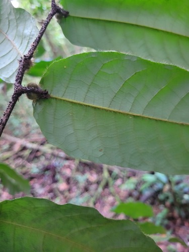 Allomerus decemarticulatusAllomerus decemarticulatus