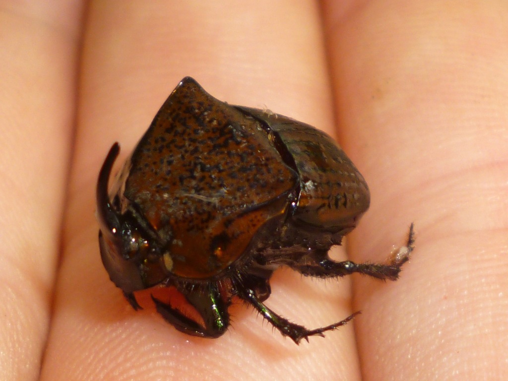 Phanaeus chalcomelas
