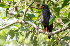 Buteogallus schistaceus