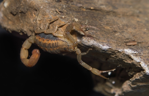 Centruroides nigrovariatus