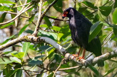 Buteogallus schistaceus