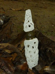 Staheliomyces cinctus