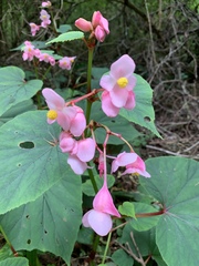 Begonia grandis