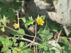 Mentzelia lindheimeri