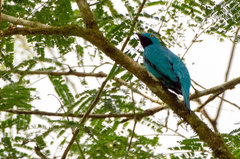 Cotinga maynana