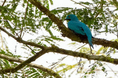 Cotinga maynana