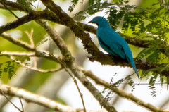 Cotinga maynana