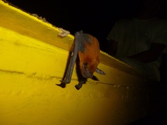 Noctilio albiventris