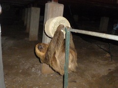 Choloepus didactylus