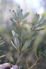 Banksia penicillata