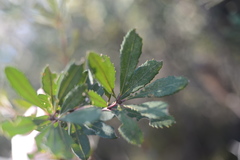 Banksia penicillata