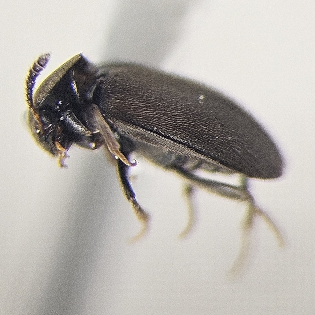 Catops paramericanus