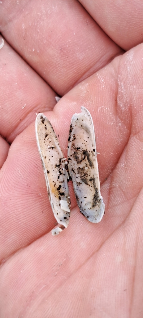 Antique Razor Clam