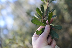 Banksia penicillata