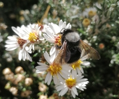 Bombus funebris