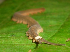 Peripatidae