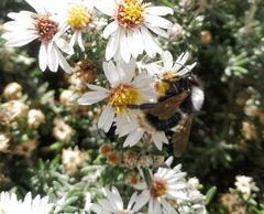 Bombus funebris