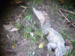 Paleosuchus trigonatus