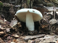 Virescentinae