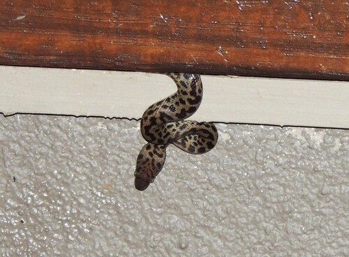 Spotted Python sighting
