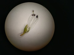 Erica viscaria pendula