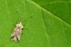 Leptopharsa elata