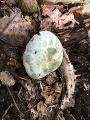 Virescentinae