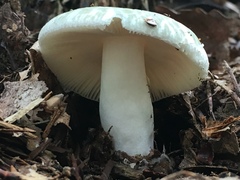 Virescentinae