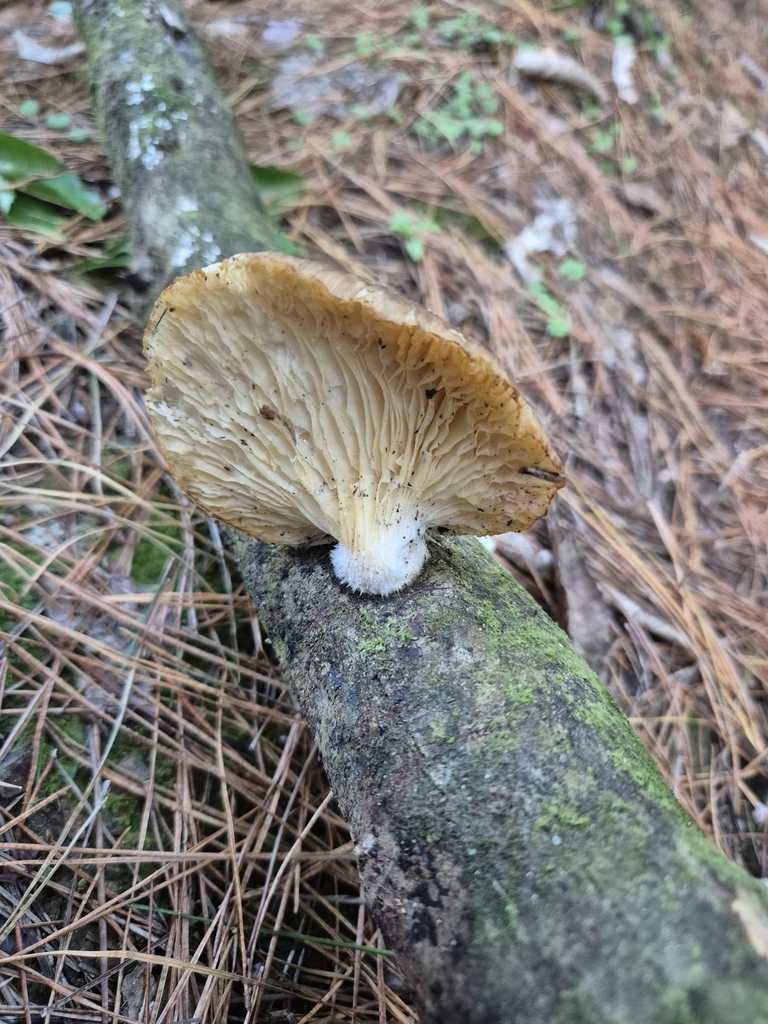 Pleurotus australis · April 2025 · photo: © rempson (iNaturalist, cc-by)