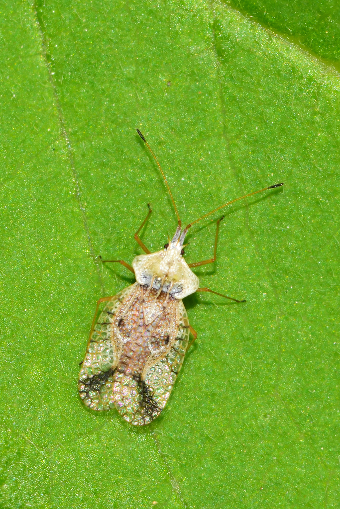 Leptopharsa