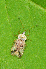 Leptopharsa elata