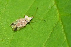 Leptopharsa elata