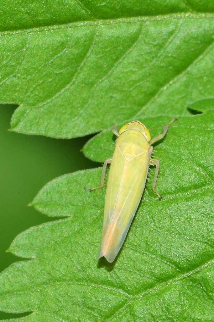 Knullana