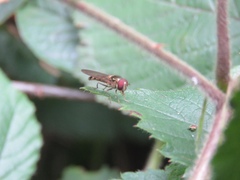 Meliscaeva auricollis