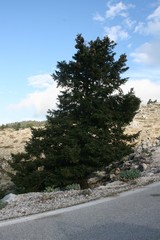 Abies cephalonica