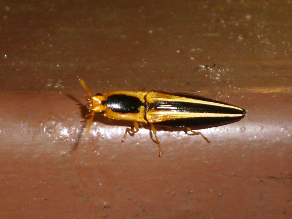 Semiotus bilineatus