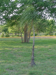 Beaucarnea recurvata